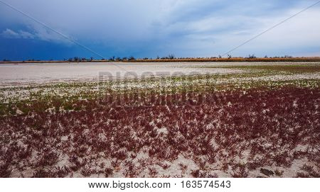 Grass at the bottom of a dried-up lake. Kinburn Spit. Ukraine
