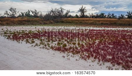 Grass at the bottom of a dried-up lake. Kinburn Spit. Ukraine