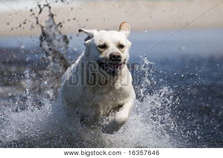 Labrador Retriever in Aktion