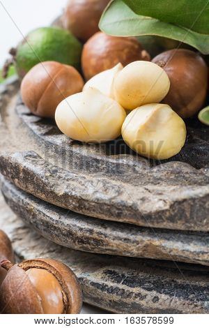 Macadamia nuts in shell harvest close up