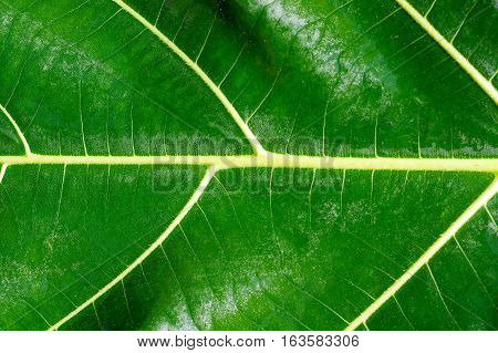 Closeup of green leaf like fish bone. Can use as background for your project.