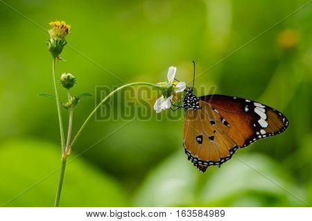 Butterfly with white wild daisy flowers with green nature background