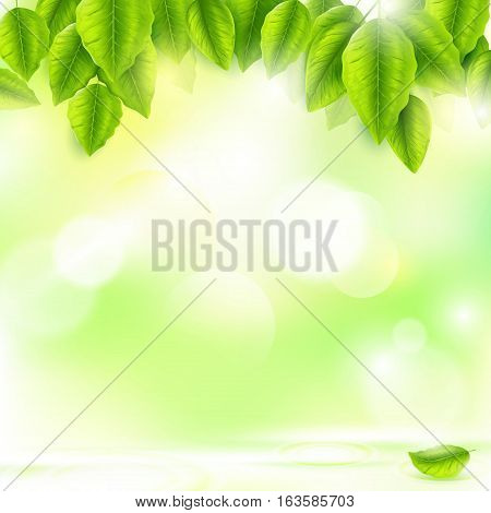 Fresh green leaves with Sunny abstract natural background