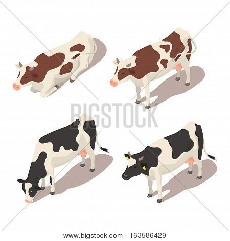Isometric 3d vector set of cows. Icon for web. Isolated on white background.