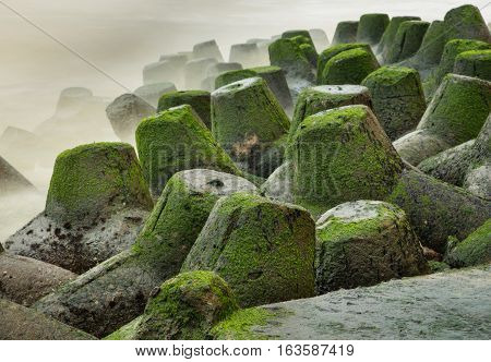 A coastal defence barrier made of tetrapods covered in green moss.