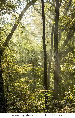 Rays of light penetrate through fog and tree branches in a dense forest at dawn