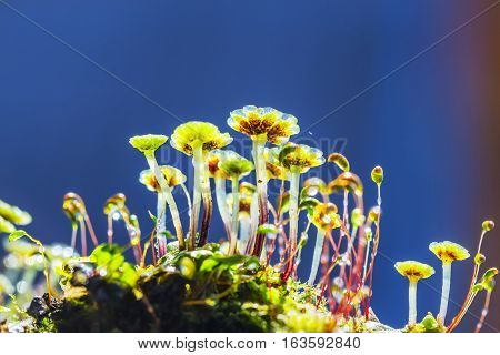 A perennial plant of Marchantia (lat. Marchantia) is a genus of perennial plants sloyevishchny family Marchantiaceae Hepatic mosses (Marchantiophyta)
