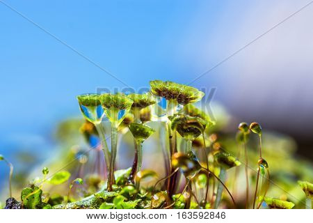 A perennial plant of Marchantia (lat. Marchantia) is a genus of perennial plants sloyevishchny family Marchantiaceae Hepatic mosses (Marchantiophyta)