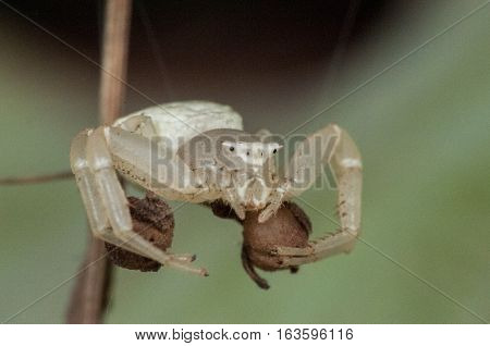 A macro photo closeup of a white crab spider natural background