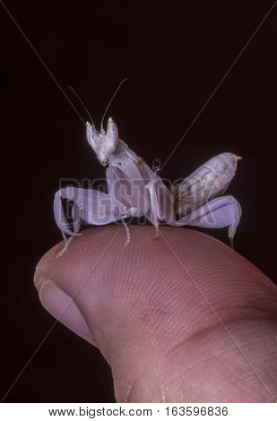 pink orchid mantis benign, mantis on finger