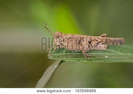 Image of Grasshoppers . closeup macro Grasshopper natural background