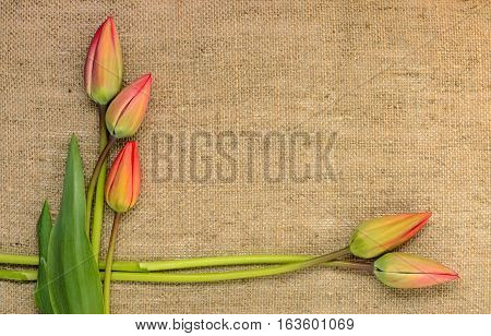 Five red buds of tulips. Background of burlap