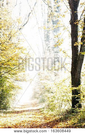 A pathway covered by leaves in a dense forest in Autumn colours on a misty morning