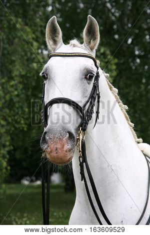 Lipizzaner Stallion With Braided Mane On Beautiful Animal Farm Summertime