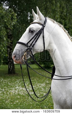 Portrait Of A Thoroughbred Young Lipizzaner Horse