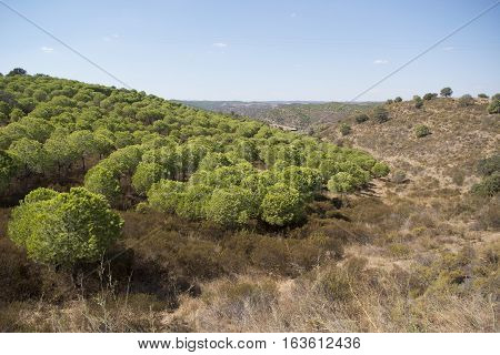 Europe Portugal Algarve Rio Guadiana Forest