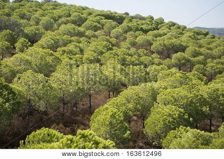 Europe Portugal Algarve Rio Guadiana Forest