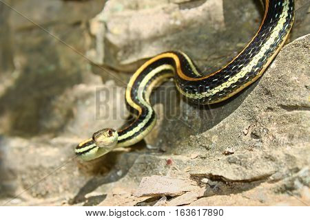 Western Ribbon Snake (Thamnophis proximus) hanging on a rock ledge in Illinois.