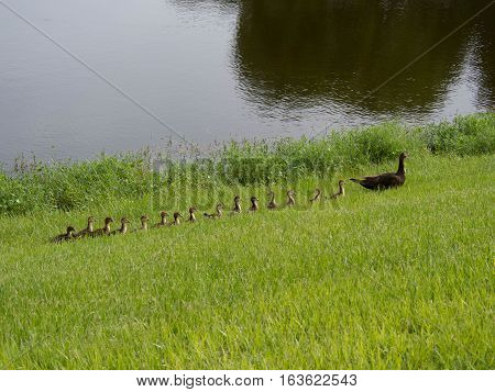 Duck Family walking through the grass at a pond in Fort Myers Florida