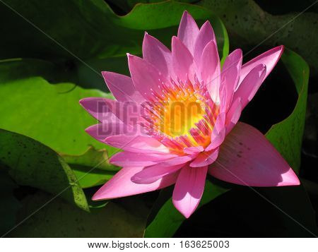 Pink Water Lilly flower with center link a cup of melted butter (#4) - in pond in Tahiti on Raiatea island