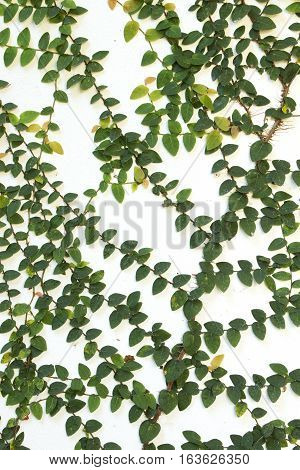 Coatbuttons or Mexican daisy on White Wall