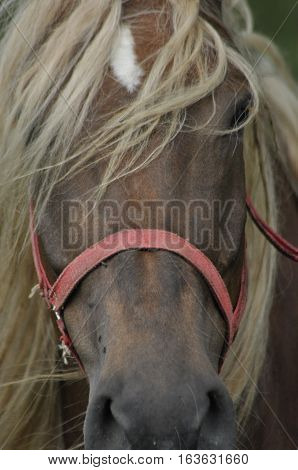 Workhorse. Grazing in the pasture. Meadow in the valley of the Bug.