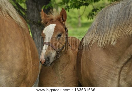 Workhorse. Grazing in the pasture. Meadow in the valley of the Bug.
