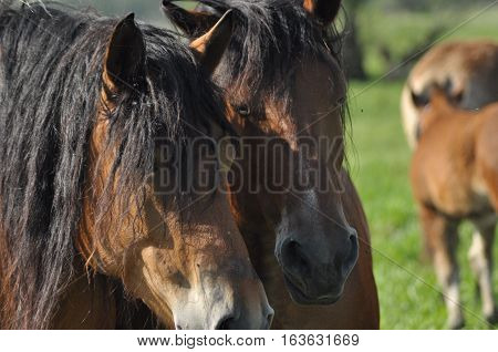 Workhorse. Grazing in the pasture. Meadow in the valley of the Bug.