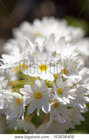 White flower of Primula denticulata in the garden close up