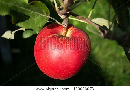 very nice rip red apple hanging on a tree