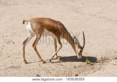 Dorcas gazelle Gazella dorcas. It is a small and common gazelle inhabits grassland steppe wadis mountain desert and in semidesert climates of Africa and Arabia