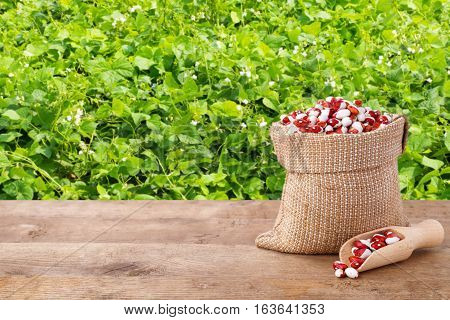 pinto beans in burlap bag with wooden scoop. Dry kidney beans in burlap sack on table with green blooming field of beans on the background. Agriculture and harvest concept. Photo with copy space area for a text