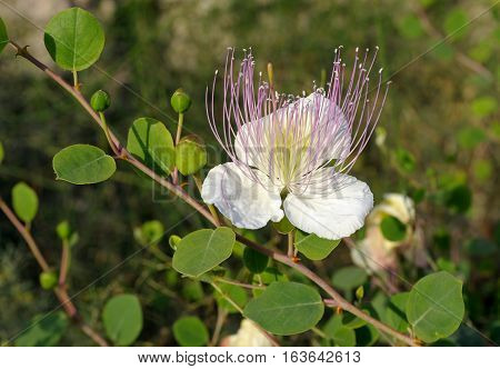 Capparis spinosa, best known for the edible flower buds (capers)