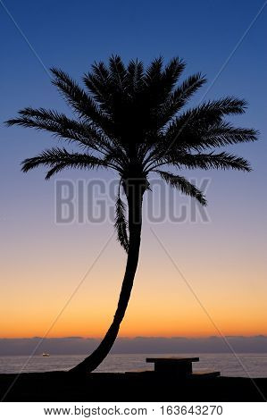 Palm trees and the Mediterranean Sea, Park of Ashkelon in Israel