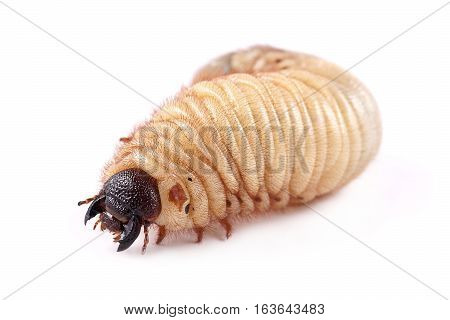 Rhinoceros beetle (Xylotrupes gideon) larva on white background