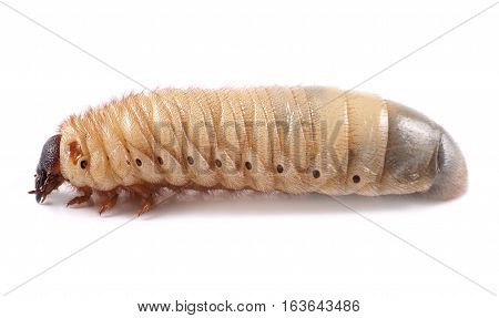 Rhinoceros beetle (Xylotrupes gideon) larva on white background