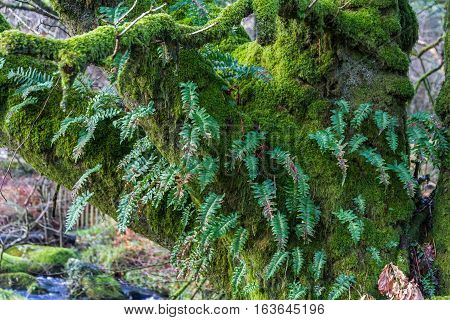Tree trunk and branches with Amblystegium serpens or creeping feather moss and Blechnum spicant also called hard-fern or deer fern.