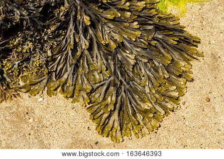 Closeup Of Seaweed Fucus Serratus Commonly Toothed Wrack.