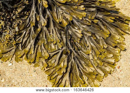 Closeup Of Seaweed Fucus Serratus Commonly Toothed Wrack.