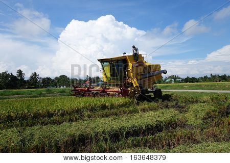 SEKINCHAN MALAYSIA- NOVEMBER 29 2016: Worker uses machine to harvest rice on paddy field in Sekinchan Malaysia. Sekinchan is one of the major rice supplier in Malaysia.