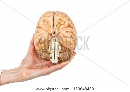 Female hand holding model human brains hemispheres isolated on white background
