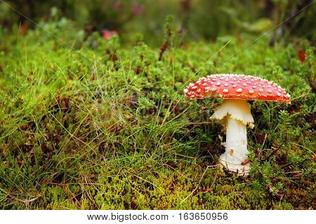 Red and White Toadstool in a forest