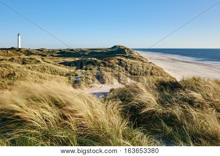 North sea coast with dune and a lighthouse in the background