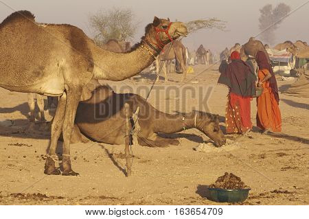 NAGAUR, RAJASTHAN, INDIA - FEBRUARY 15, 2008: Women wearing colourful fabrics collecting camel dung for use as fuel during the annual livestock fair at Nagaur in India.