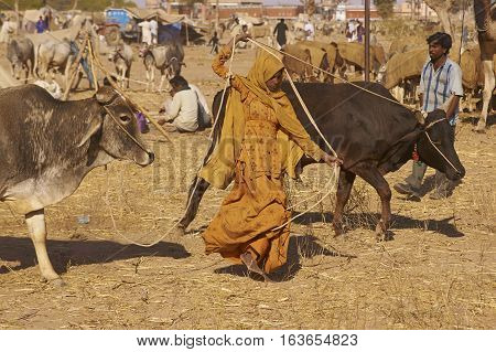 NAGAUR, RAJASTHAN, INDIA - FEBRUARY 15, 2008:  Women in traditional brightly coloured fabrics controls two bullocks using ropes at the annual livestock fair in Nagaur, India.