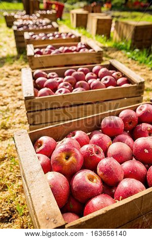 Italian Typical Apples In Wooden Box