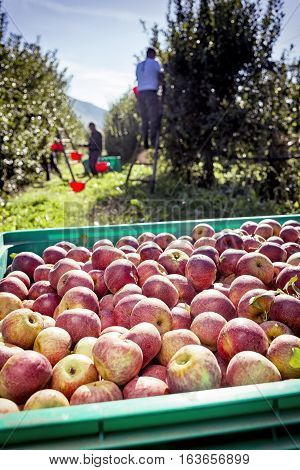 Italian Typical Apples In A Box