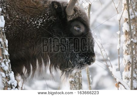European bison (Wisent Bison bonasus) in winter forest. National park Ugra Kaluga region Russia. December 2016