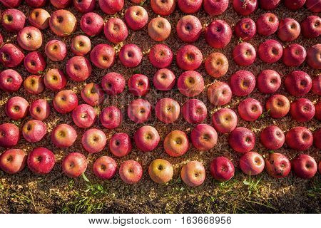 Italian Typical Apples