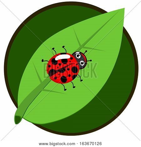 Ladybug On Leaf, Isolated On White Background, Vector Illustration